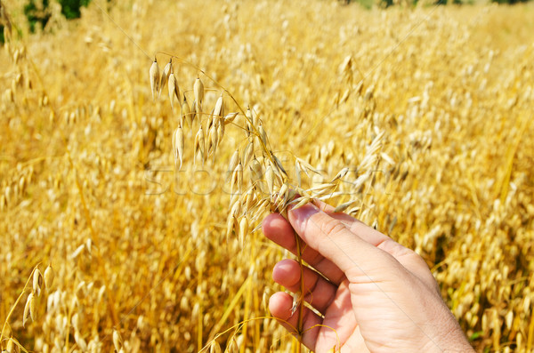 gold harvest in hand Stock photo © mycola
