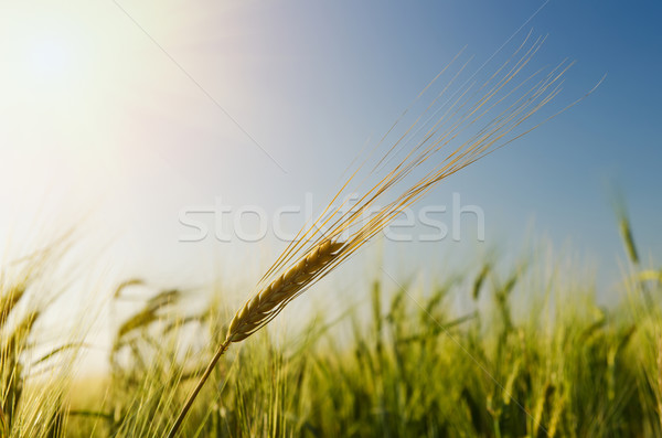 綠色 大麥 太陽 天空 光 場 商業照片 © mycola