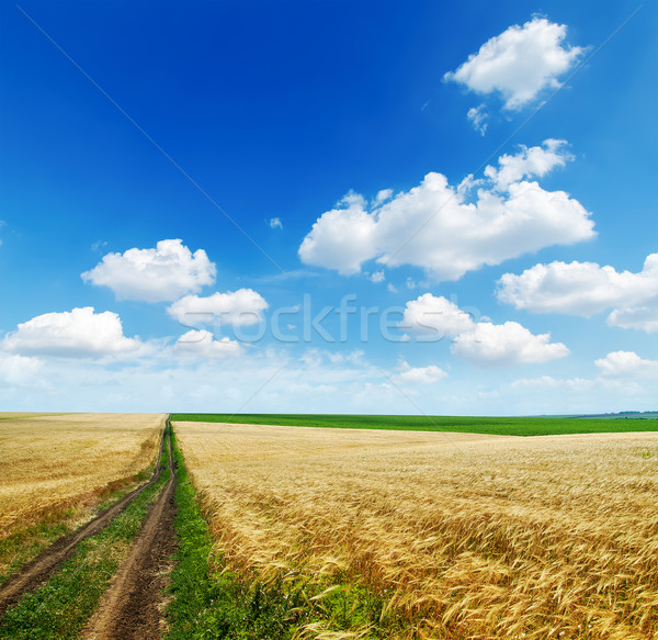 rural road in golden agricultural field under cloudy sky Stock photo © mycola