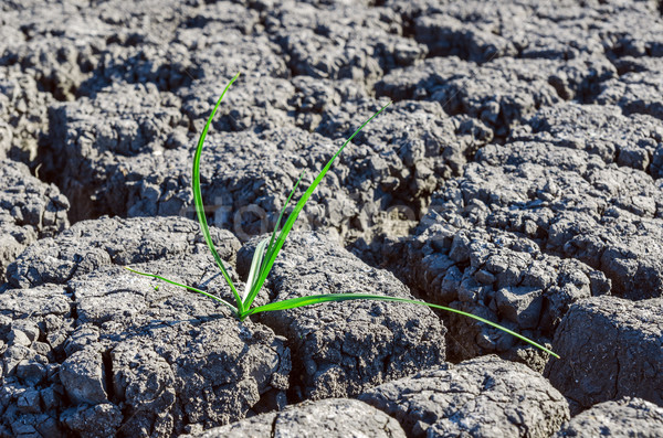 alone green plant in drought earth Stock photo © mycola