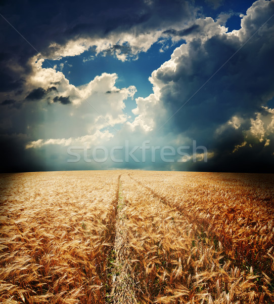 road in field with gold ears of wheat Stock photo © mycola
