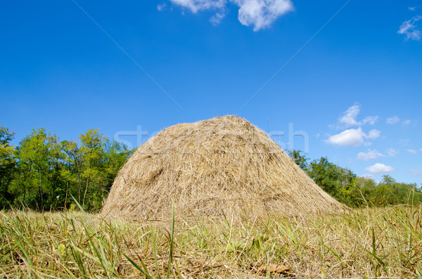 stack of straw under deep blue sky Stock photo © mycola