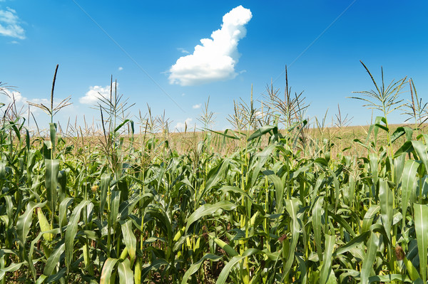 field with maize under blue sky and clouds Stock photo © mycola
