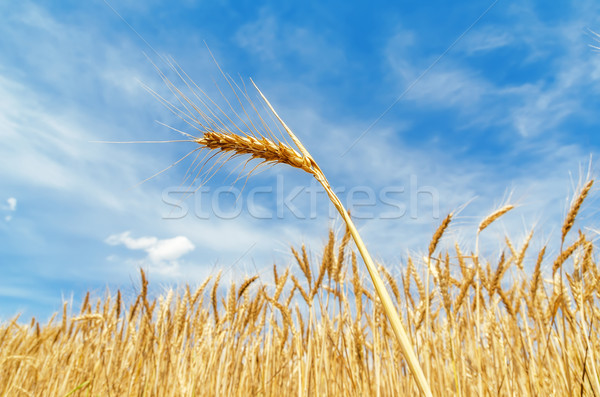 ear of wheat on field. soft focus Stock photo © mycola