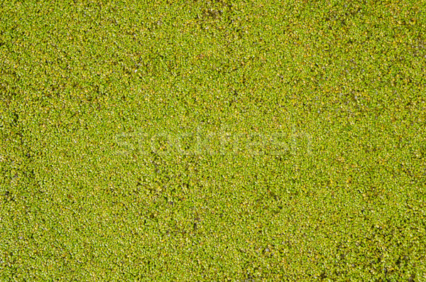 duckweed as good background Stock photo © mycola