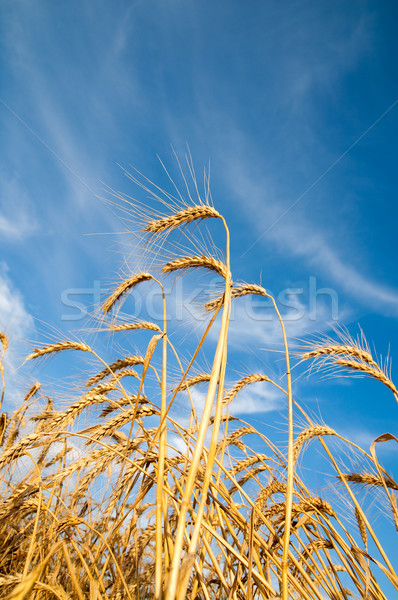 Golden wheat ears with blue sky over them Stock photo © mycola
