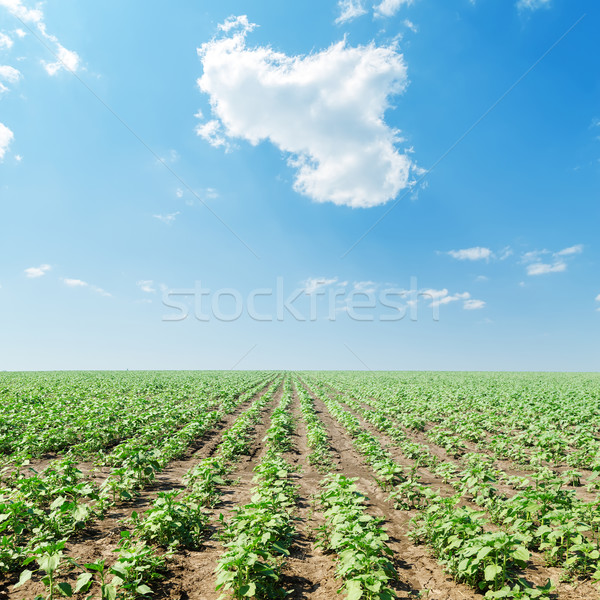 cloud in blue sky over field with green sunflowers Stock photo © mycola