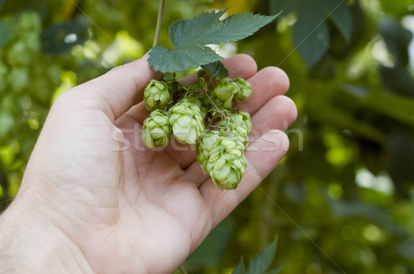 green hops in hand Stock photo © mycola