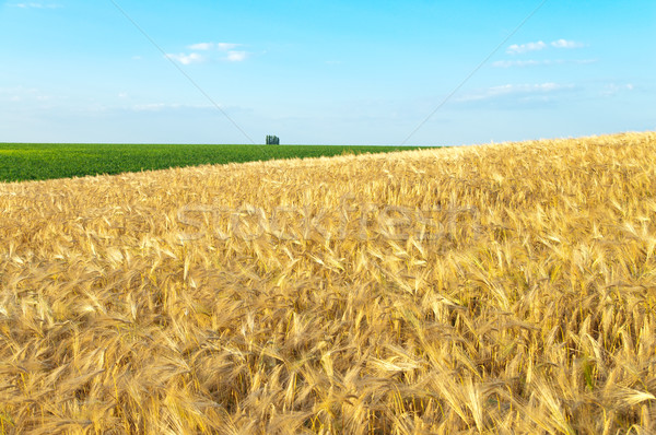 field of gold ears of wheat Stock photo © mycola