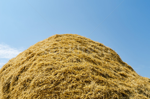 haystack of straw heap under cloudy sky Stock photo © mycola