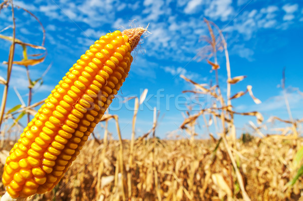 ripe golden maize over field Stock photo © mycola