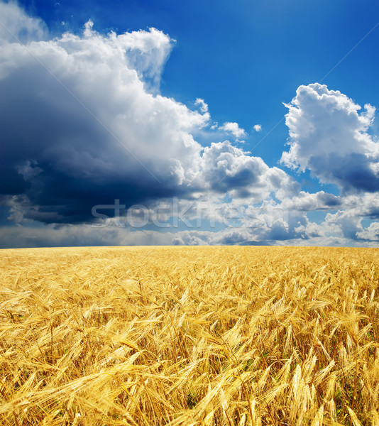 golden field under dramatic sky Stock photo © mycola