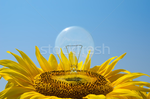 bulb in sunflower Stock photo © mycola