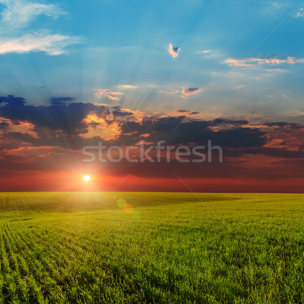 Naplemente mezőgazdasági zöld mező égbolt fű Stock fotó © mycola
