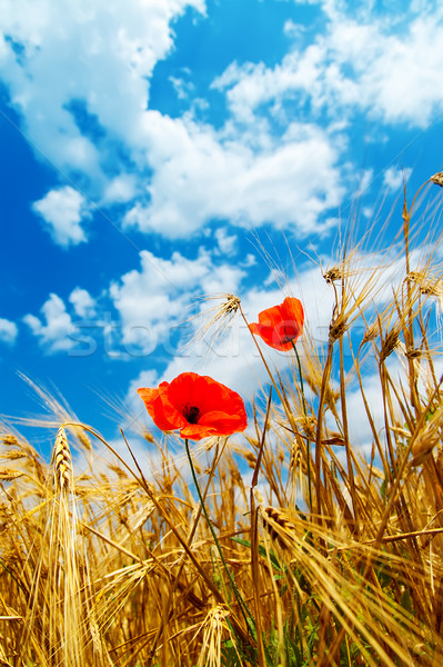 red poppy in golden field Stock photo © mycola