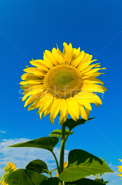 sunflower with sky over it Stock photo © mycola