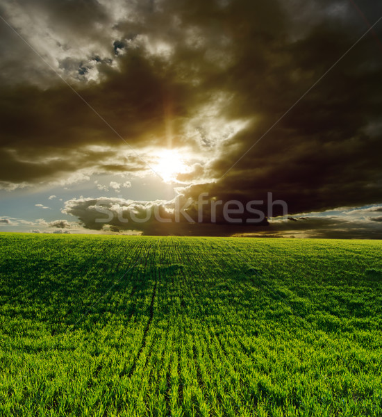 Agrarisch groene veld dramatisch zonsondergang zon Stockfoto © mycola