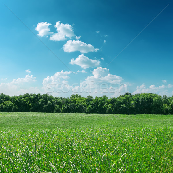 green grass with tree and cloudy sky Stock photo © mycola