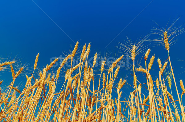 golden color harvest under deep blue sky Stock photo © mycola