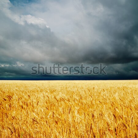 Foto stock: Campo · ouro · orelhas · trigo · buraco · dramático