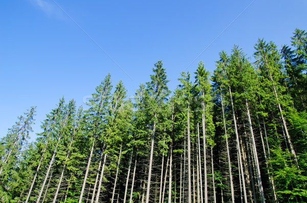 pine forest under deep blue sky in mountain Stock photo © mycola