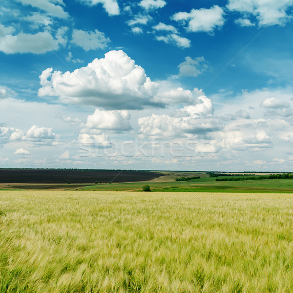 green agricultural field and clouds in blue sky Stock photo © mycola