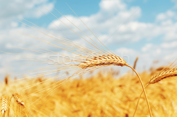 ripe ear of wheat on field Stock photo © mycola
