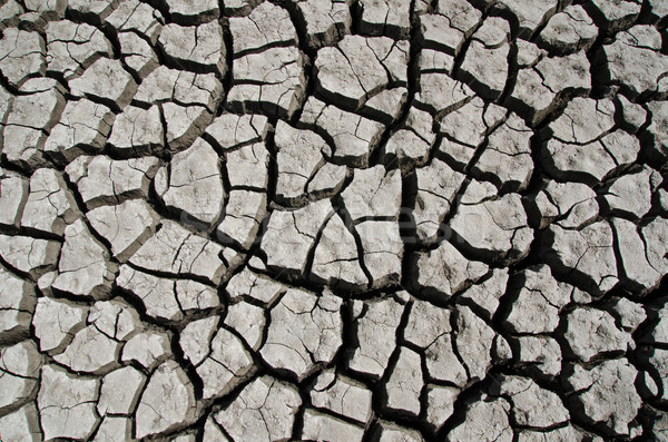 dry earth as texture Stock photo © mycola