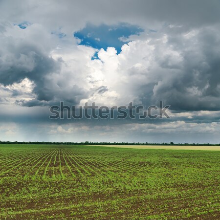 dramatic sky and green field in spring Stock photo © mycola