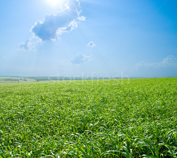 good green and blue color nature field Stock photo © mycola