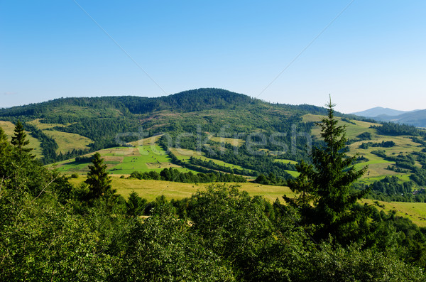 绿色 ·山· 景观 ·树· 美丽 ·树 / beautiful green mountain