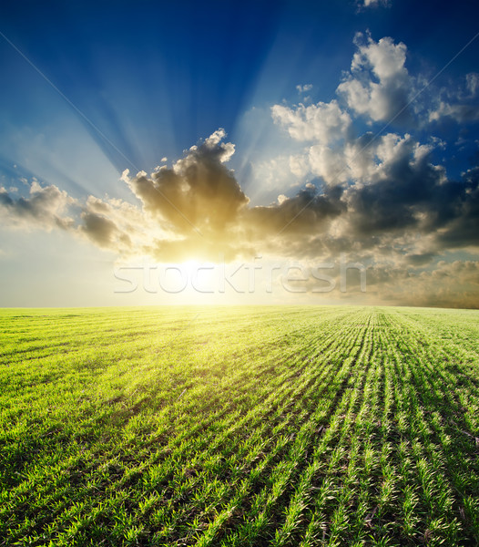 [[stock_photo]]: Coucher · du · soleil · agricole · vert · domaine · herbe · soleil