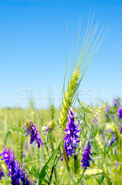 Foto d'archivio: Verde · orzo · fiori · di · campo · business · cielo · erba