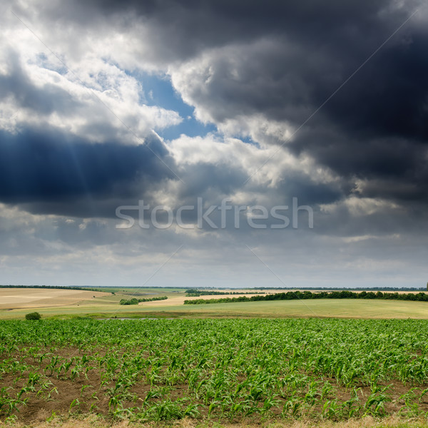 field with green maize under dramatic sky Stock photo © mycola