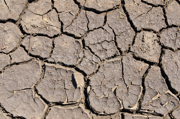 dry earth as texture Stock photo © mycola
