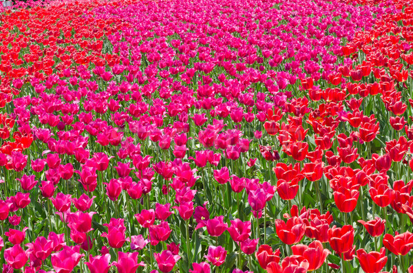 red beautiful tulips field Stock photo © mycola