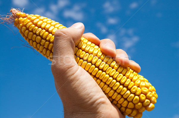maize in hand under sky Stock photo © mycola
