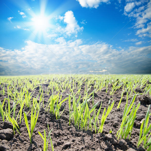 green shots on field with sun over them Stock photo © mycola