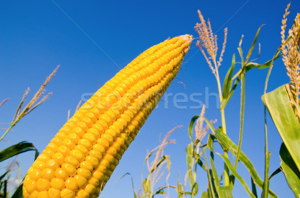 fresh raw maize Stock photo © mycola