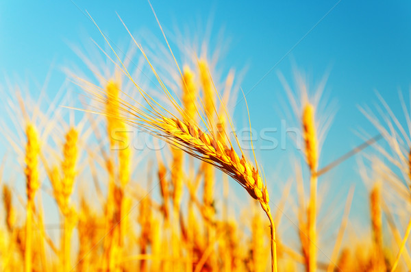 Złoty zbiorów miękkie skupić krajobraz zdrowia Zdjęcia stock © mycola