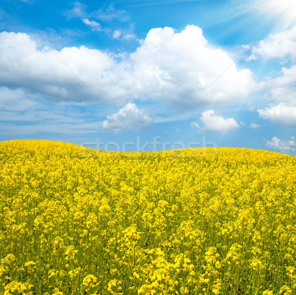 Bloem olie verkrachting veld blauwe hemel wolken Stockfoto © mycola