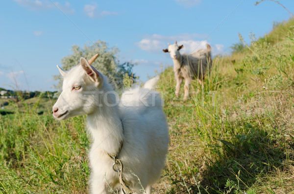 goat grazed on a meadow Stock photo © mycola