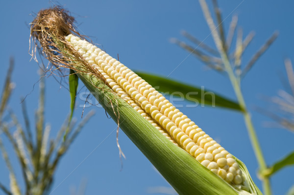 fresh raw corn on the cob with husk Stock photo © mycola