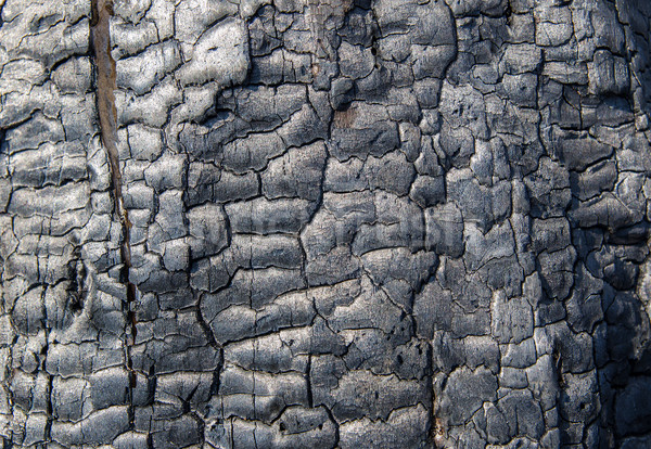 burnt wood texture Stock photo © mycola