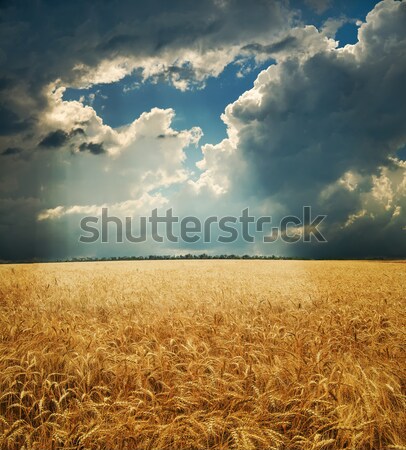 Yol alan güneş ışınları altın kulaklar buğday Stok fotoğraf © mycola