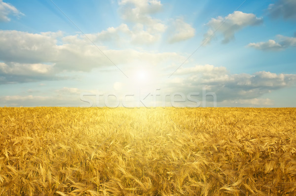 Сток-фото: области · золото · ушки · пшеницы · закат · небе