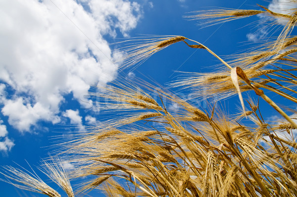 Blé oreille ciel bleu soleil beauté domaine [[stock_photo]] © mycola