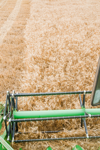 Harvesting time Stock photo © mycola