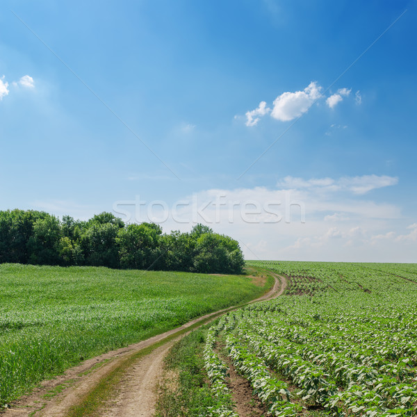 Stock photo: rural road in green fields and cloudy sky