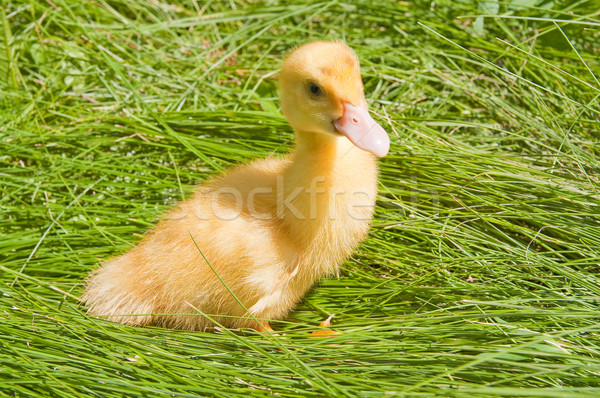 Pequeno pato grama verde família pássaro verde Foto stock © mycola